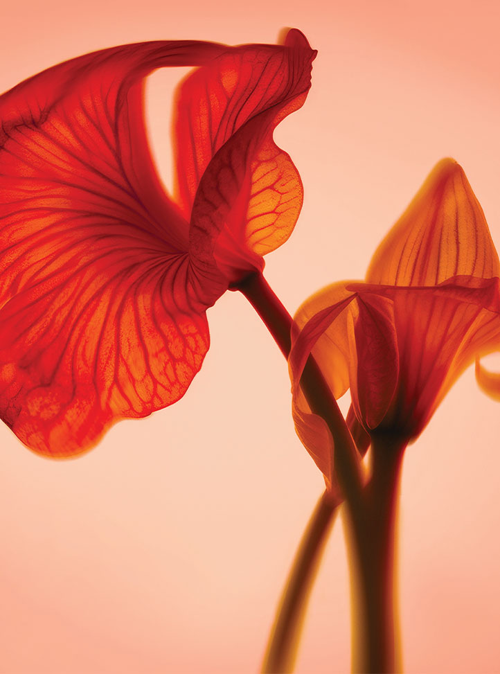 A close-up of two translucent red flowers with intricate vein details, softly backlit against a warm pink gradient background.